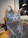 My cat Ceasar