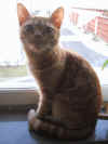 My cat Doris