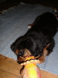 Liten Alvin