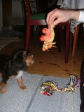Alvin vill ha dinosaurien