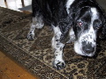 106-0696_IMG