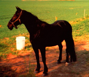 bild på min häst viktor innan han såldes