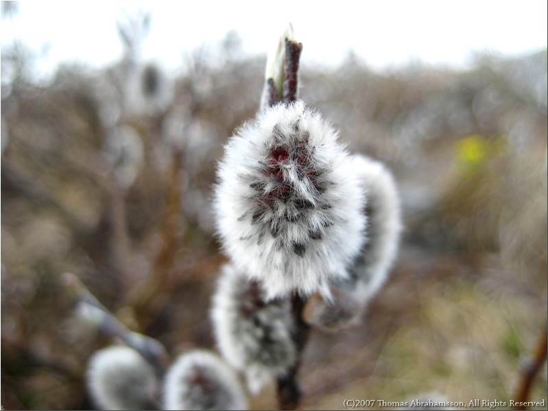 Salix