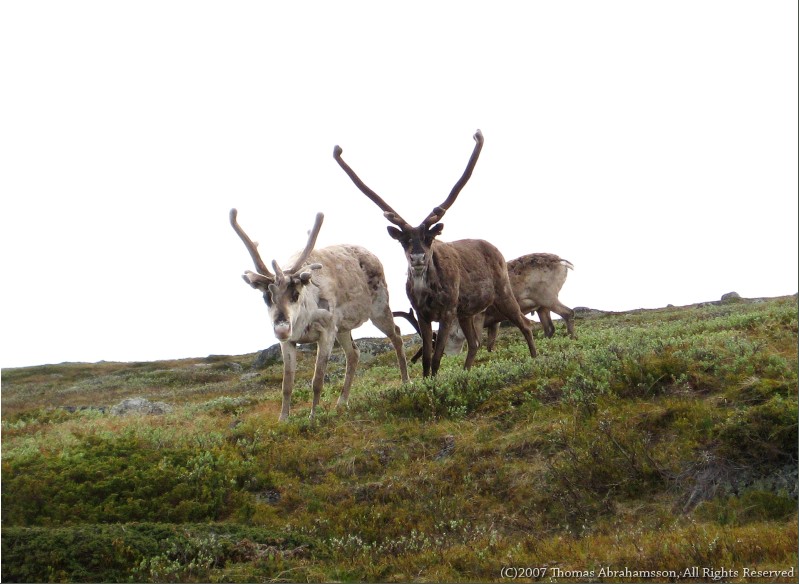 Reindeers