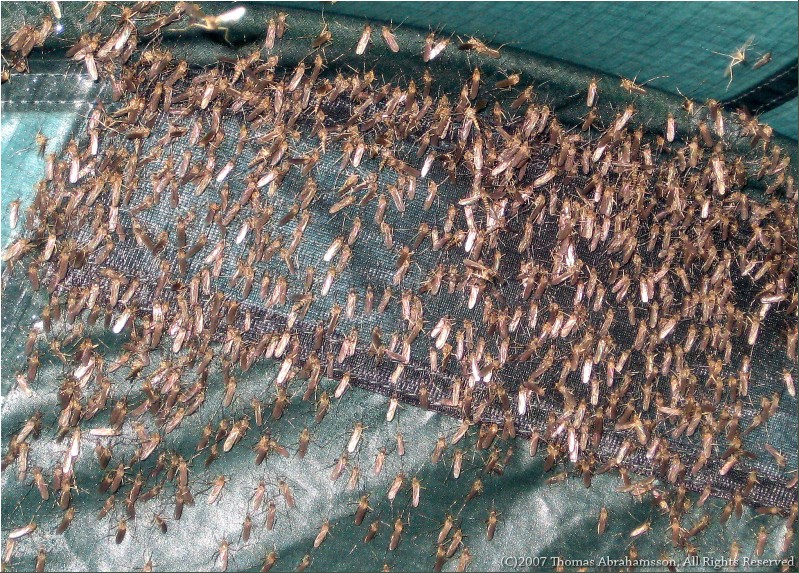 Mosquitos