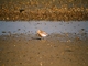 NZ Dotterel