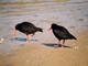 Oystercatcher