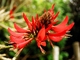 Blomma