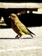 Kea
