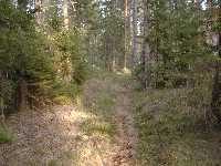 Grön skog