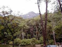 Tijuca-parken