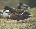 Gräsandhona. Taget med 300mm tele och 2x teleconverter på bara några meters avstånd. Linköping, oktober 1999.