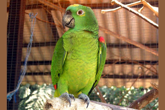green parrot form