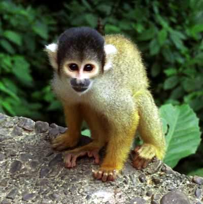 الفرد Squirell_monkey