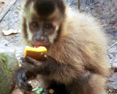 the capuchin monkey that I