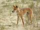 Dingo