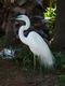 Egret