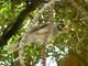 Noisy Miner